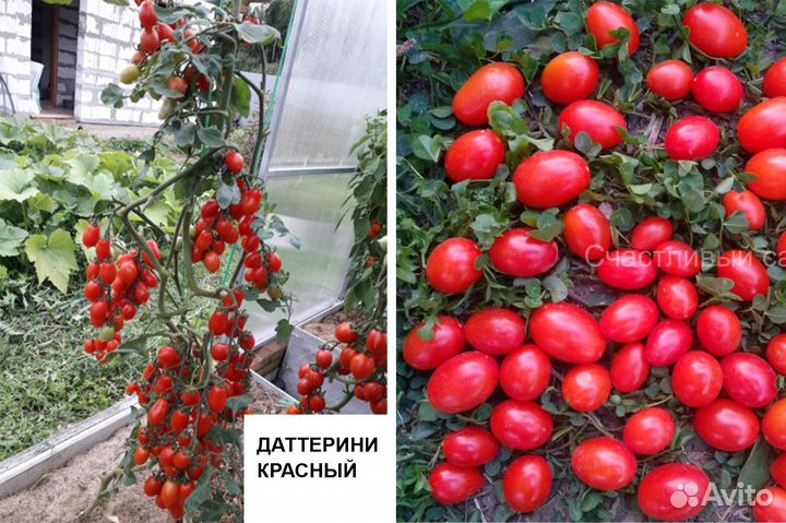 Рассада