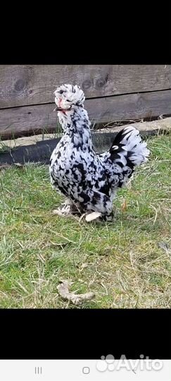 Инкубационное яйцо