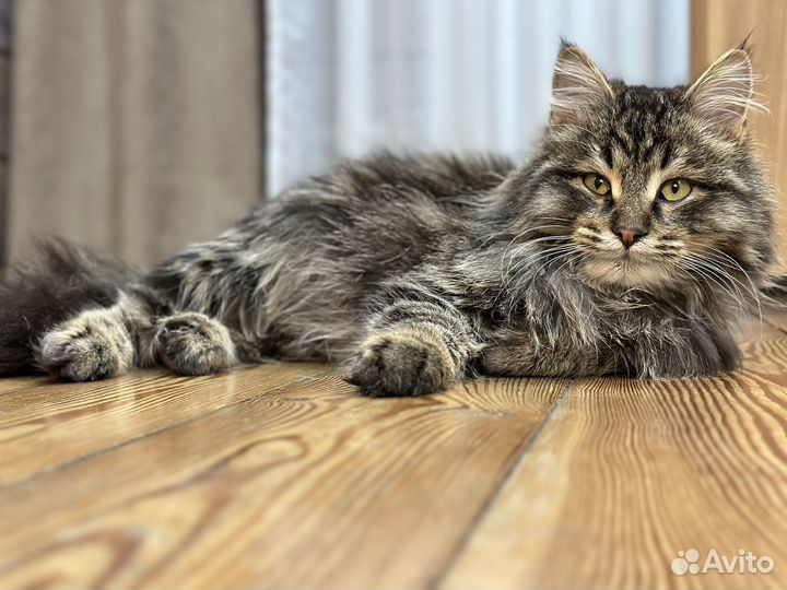 Сибирский котик