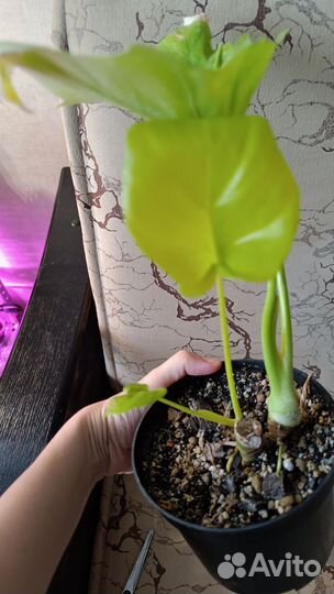 Фил голд сатин