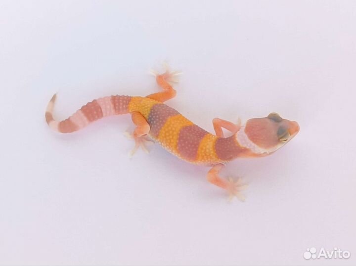 Ручные драконы - Эублефары