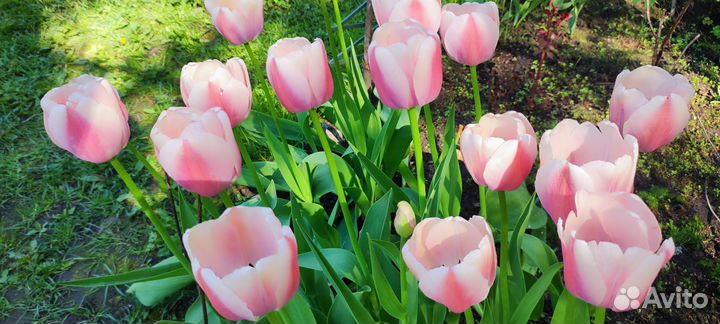 Тюльпаны на срез