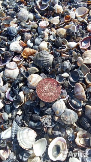 Ракушечник крупный