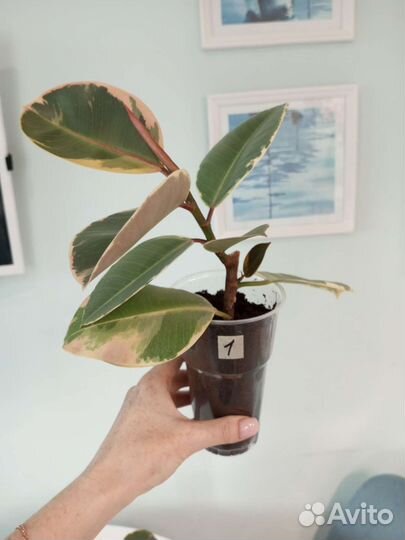 Фикус эластика тинеке