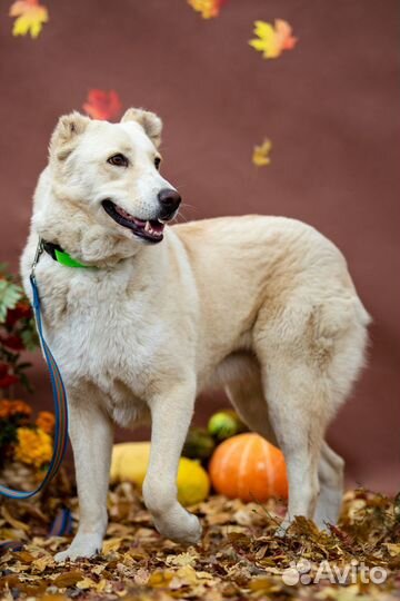 Собака Наоми