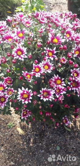 Хризантема