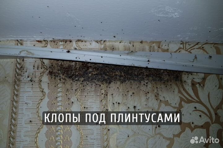 Уничтожение клопов травля тараканов дезинфекция