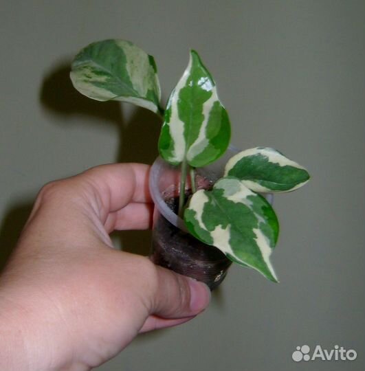 Сциндапсусы,филодендроны,циссусы,гиностемма