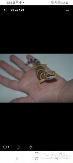 Эублефар самец и самка