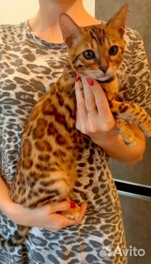 Бенгальские котята