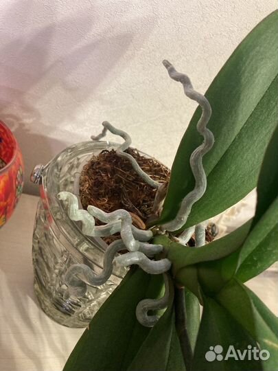 Орхидея фаленопсис Монако бантик