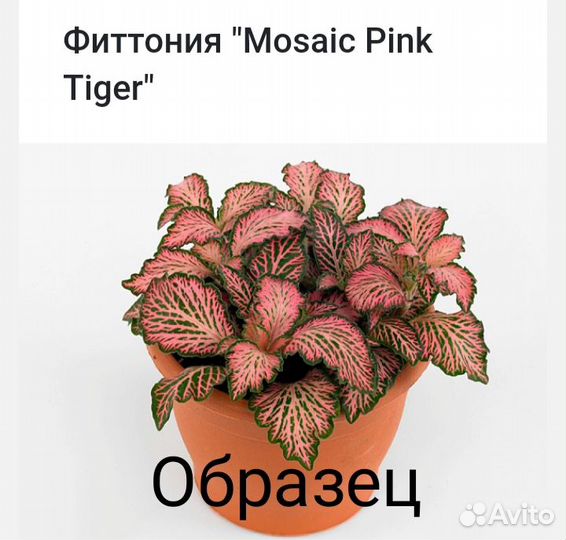 Фиттония