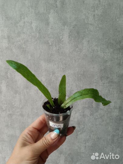 Микросорум крокодил,маранта,фолодендрон