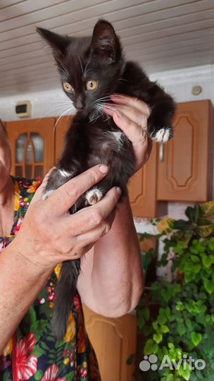 Отдам в добрые руки маленькую кошечку