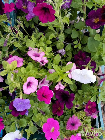 Вегетативная петуния ампельная, кустовая петуния