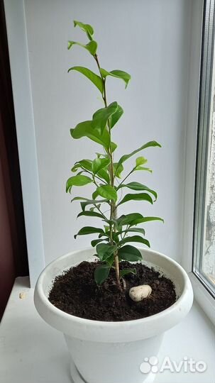 Лимонное дерево