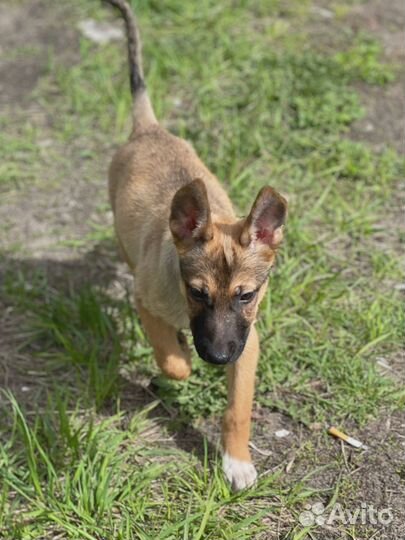 Щенок мальчик