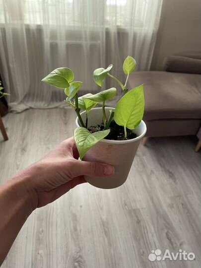 Сингониум neon