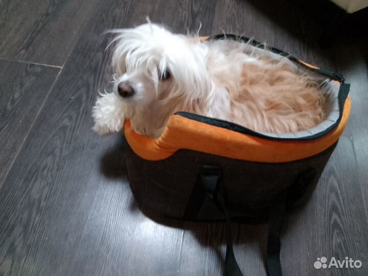 Сумка переноска для маленьких собак