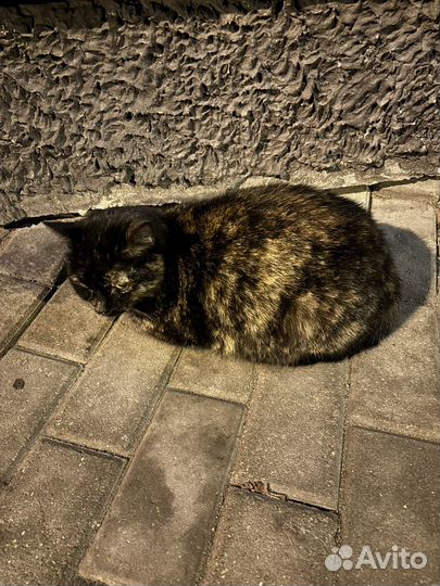 Отдам в добрые руки маленькую кошечку