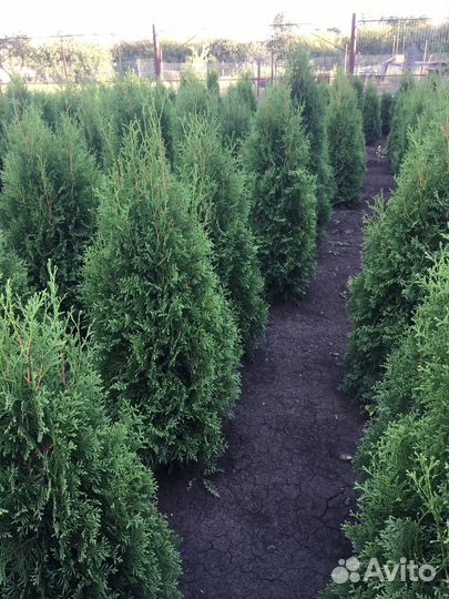 Саженцы Туи