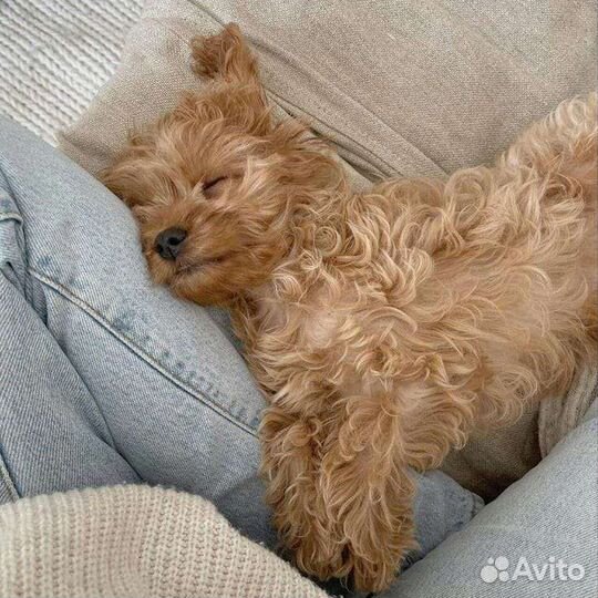 Детки micro мальтипушки