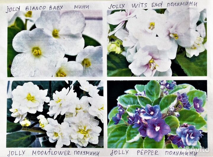 Сортовые фиалки зарубежных селекционеров