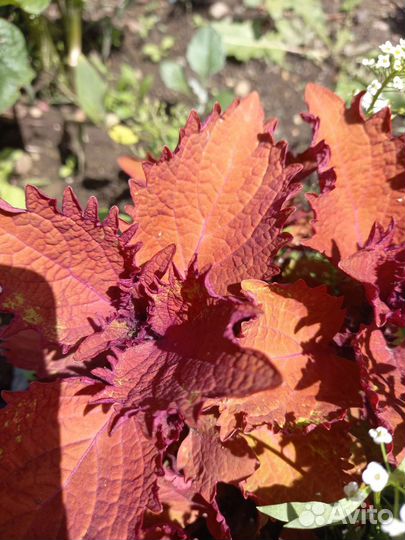 Колеусы, герани