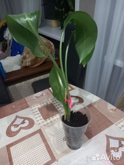 Эухарис амазонская лилия луковицы