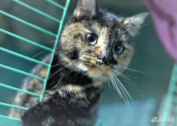 Кошка в дар бесплатно