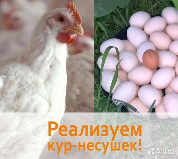 Куры несушки годовалые