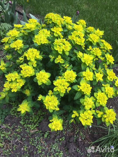 Многолетние первоцветы с доставкой