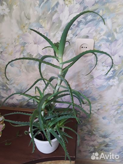 Алоэ лечебный, вместе с горшком