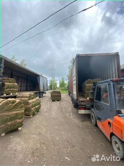 Рулонный газон от производителя