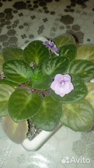 Цветы фиалки