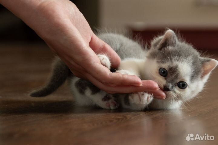 Котёнок ищет дом и добрые руки