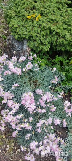 Саженцы многолетников/ хосты/суккуленты
