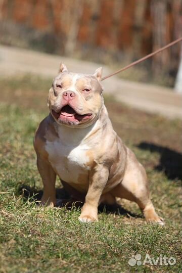 Американский булли вязка