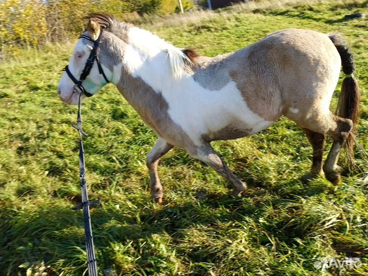Конные прогулки