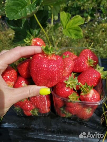 Рассада клубники. сорт мальвина, клери