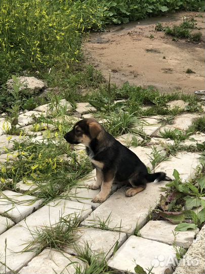 Малыши в добрые руки