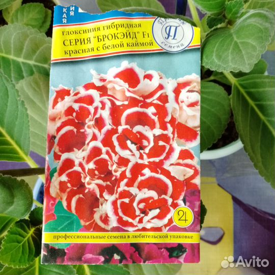 Глоксиния