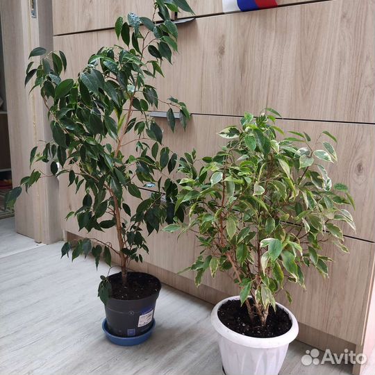 Фикусы бенджамина большие