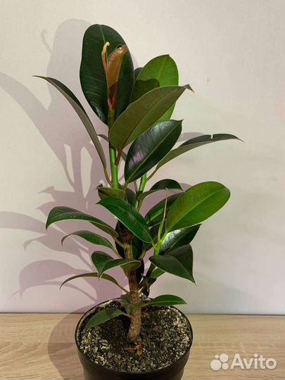 Фикус мелани