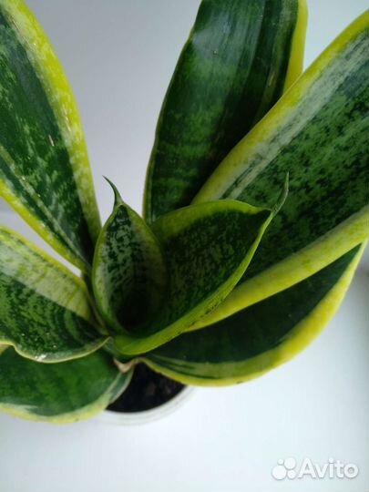 Сансевиерия лауренти