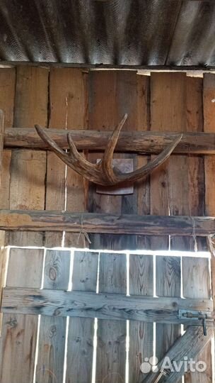 Продам рога лося