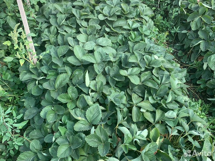 Рассада клубники