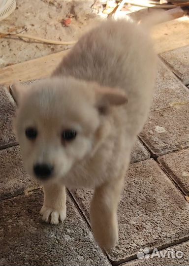 Собачка в добрые руки