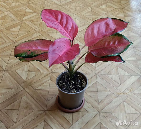 Аглаонема Orange Star / Оранж Стар