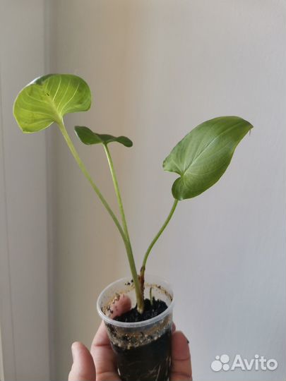 Цветы каллы